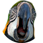 300px Macaw Screaming Face