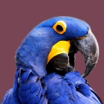 Blue Macaw Bird Parrot Facts about Macaws