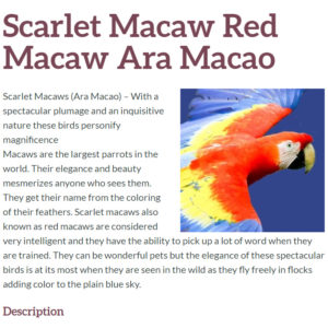 scarlet macaw, parrot, bird, ara macao