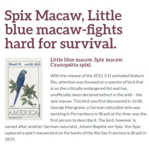engendered birds macaw spixs spix survival 