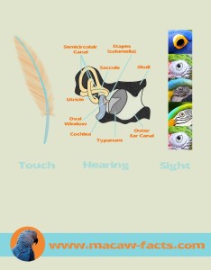 Senses in macaws species
