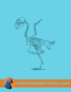 macaw anatomy sceleton