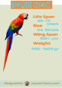 Scarlet Macaw Parrot Bird