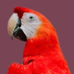 Scarlet Macaw, Parrot, Bird Red Macaw colorful, Macaw Parrot