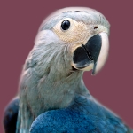 Spix Macaw, Cyanopsitta spixi