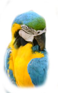macaw parrot, bird, shiny