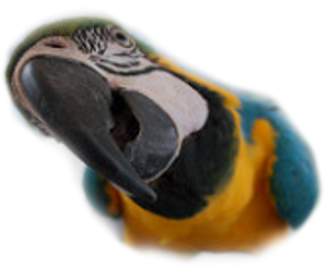 pet fugl papegøye ara