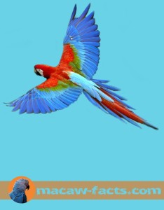 Red Macaw, Scarlet Macaw