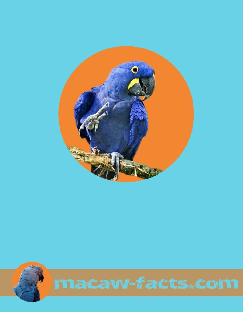 Everything you need to know about Hyacinth Macaw or the ...
