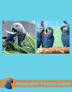 spix-macaw-little-blue-macaw-bird-parrot-futured
