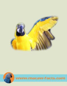 macaw facts, speaking in birds