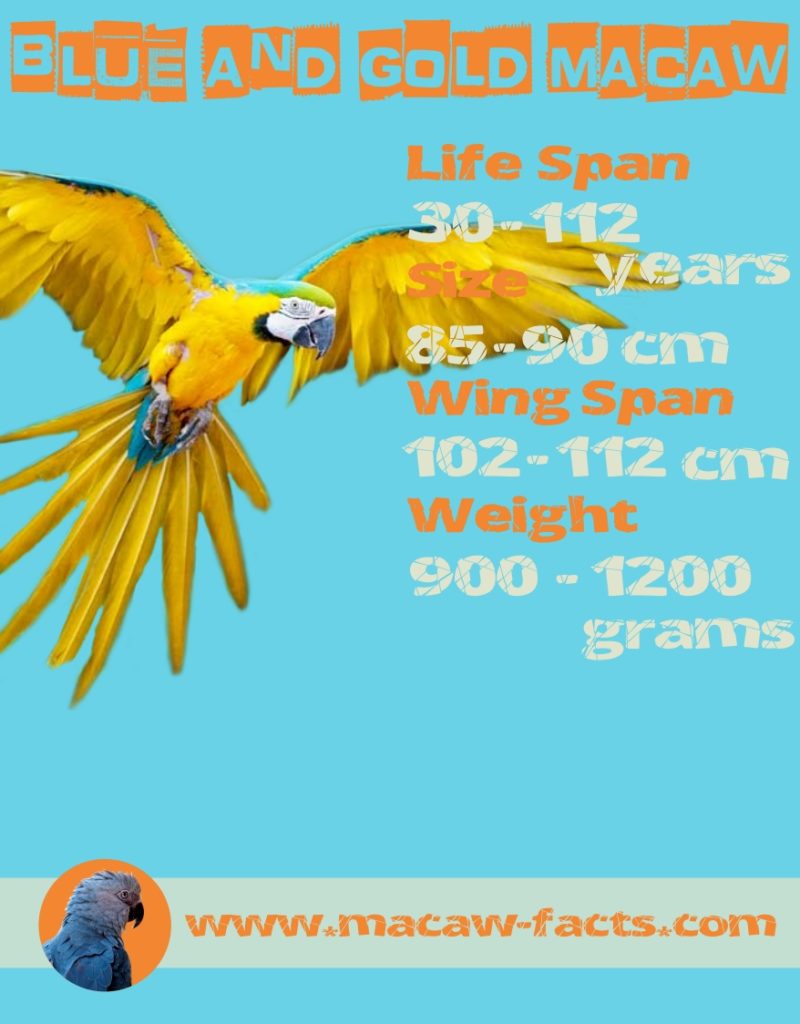 blue and gold macaw lifespan weight wingspan