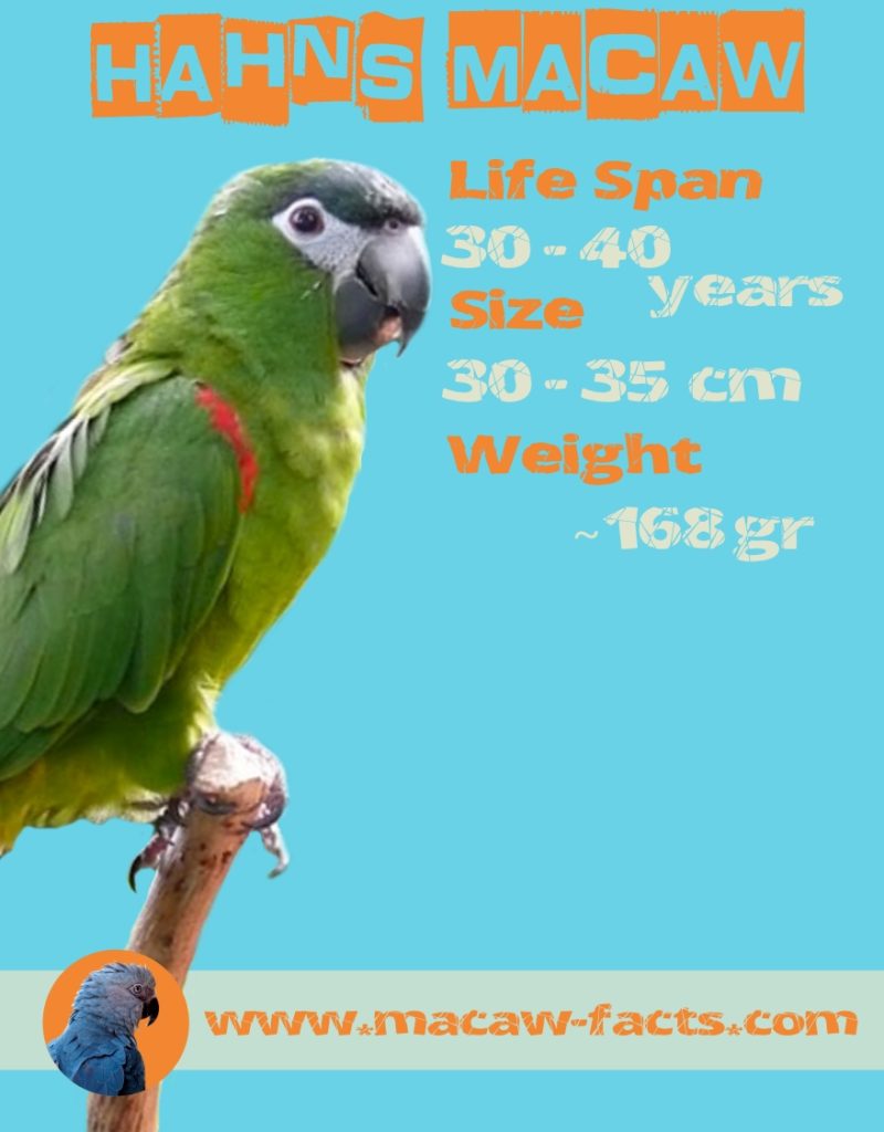 Hahns Macaw Lifespa Size and weight - Macaw Facts