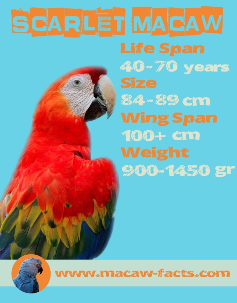 Lifespan Scarlet Macaw - Macaw Facts