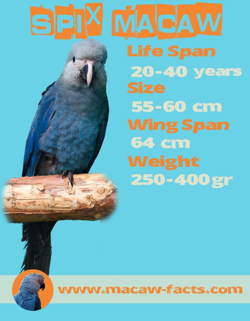 Pet parrot, Little blue macaw, bird animal
