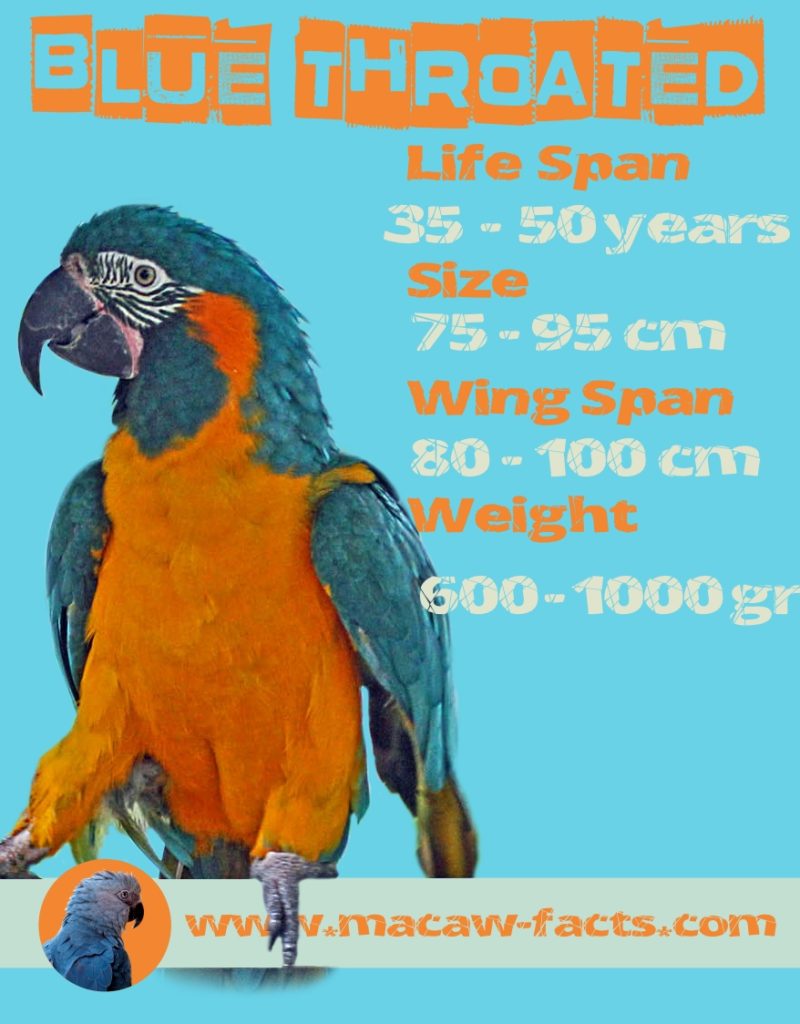 blue throated macaw life span wing span size weight
