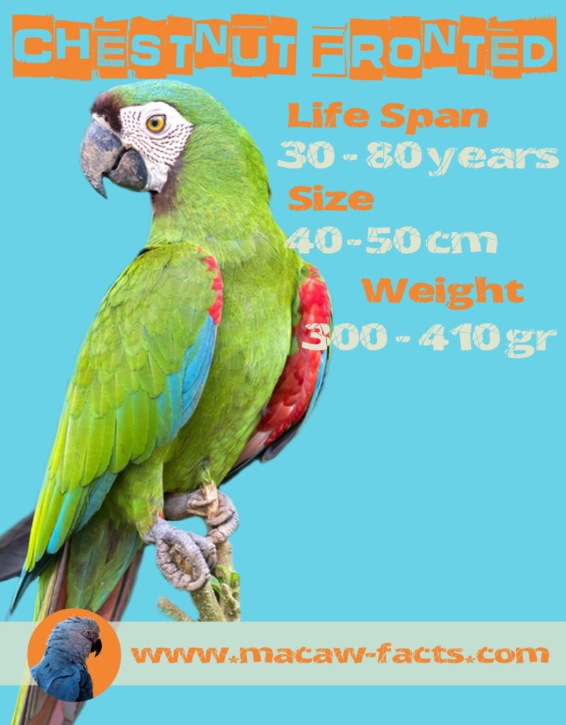 severe macaw lifespan size weight facts Ara severus
