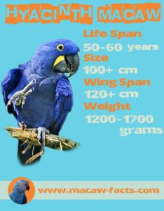 hyacinth macaw blue macaw span wing span size weight