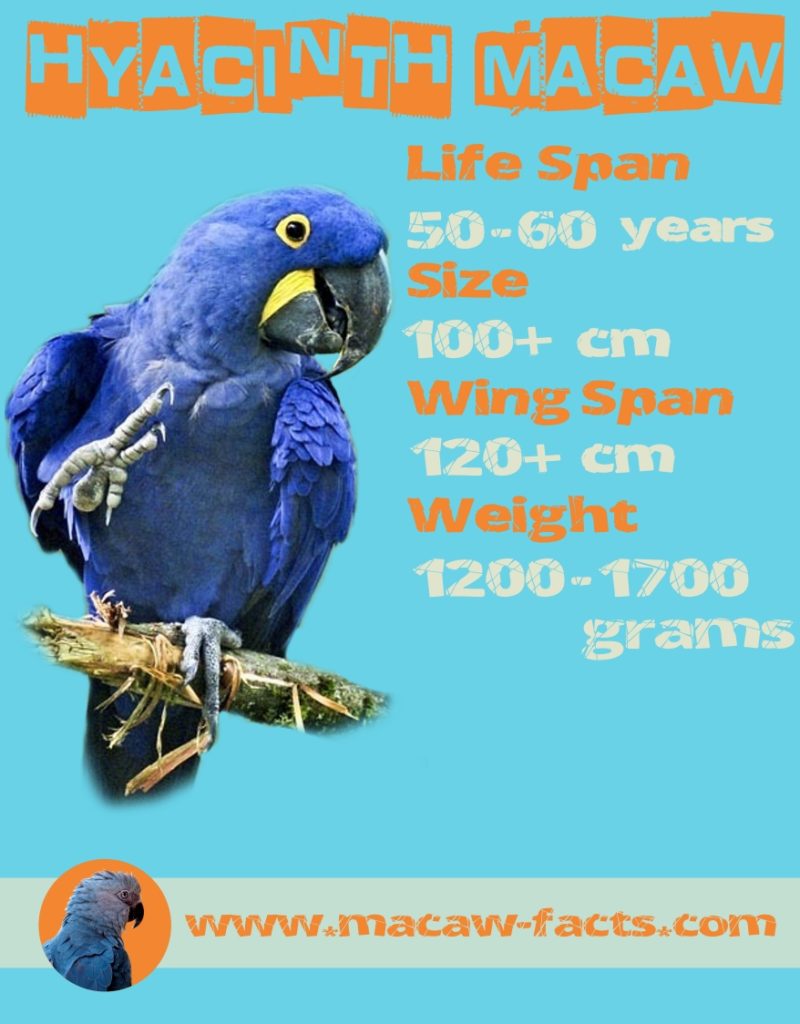 Blue Macaw Aka Hyacinth Macaw Macaw Facts,Beige Color Palette