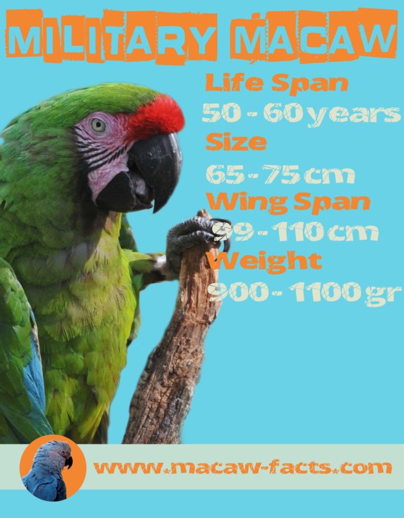 Ara militaris Military Macaw life span size wingspan Facts