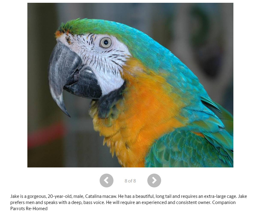 Catalina macaw 20 years old