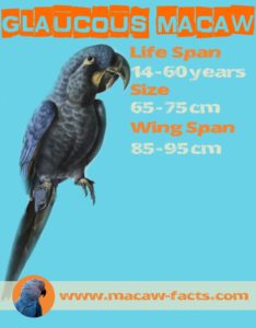 Gloucous Macaw span life wing weight