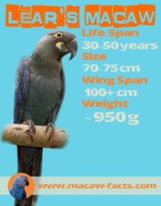 Lears macaw facts life span size weight wing span Indigo macaw