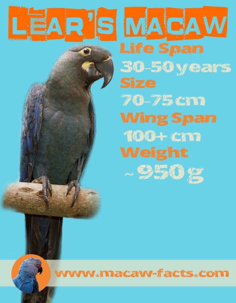 Lears macaw facts life span size weight wing span Indigo macaw Lear's Macaw