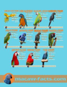 50 things to know about macaw