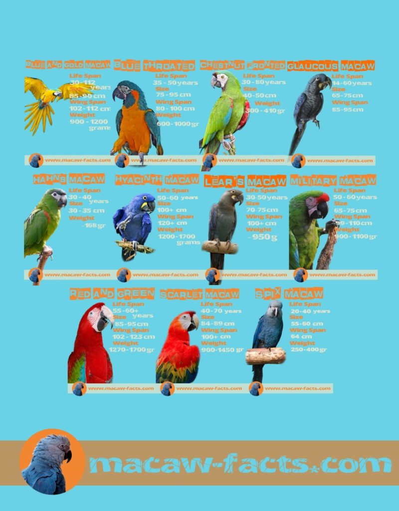 50 Facts You Need to Know About Macaw Parrot - Macaw Facts
