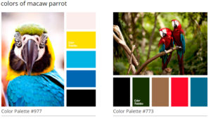 Macaw Parrot Colors