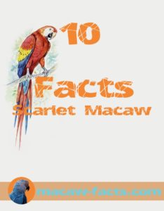 Scarlet macaw ten facts