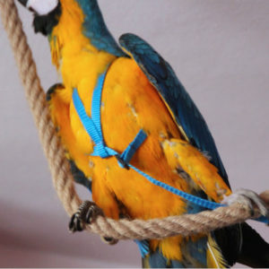 free flight harness parrot strong