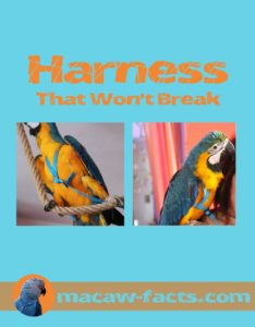 free flight parrot harness