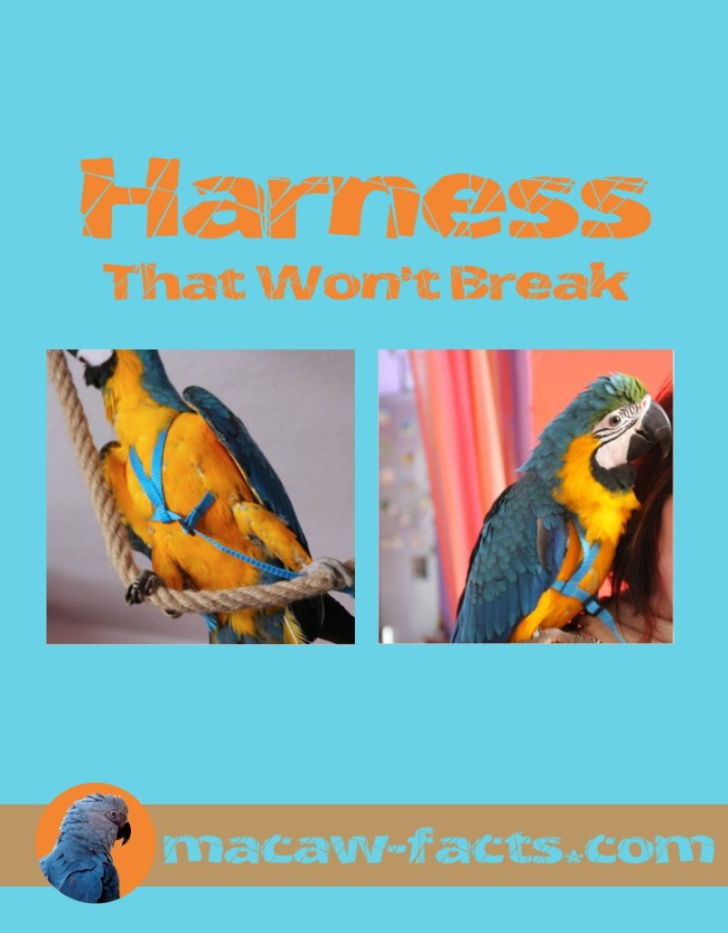 free flight parrot harness