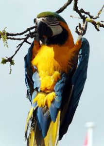Macaw parrot pet bird fun