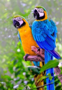 Parrot Fun Macaw