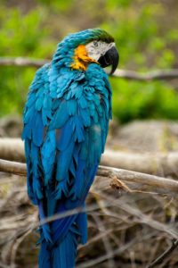 Blue and Gold macaw