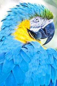 Macaw Are Parrot