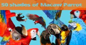 50 shades of macaw parrot