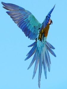 macaw facts