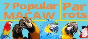 Blue and gold macaw parrot pet popular