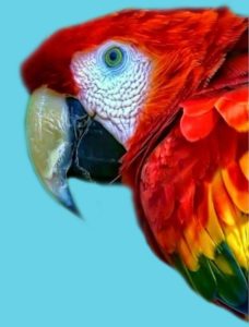 Scarlet Macaw Red Macaw