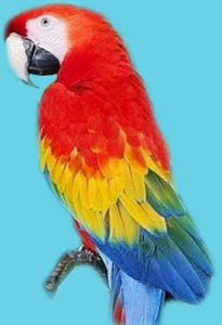 Red macaw parrot