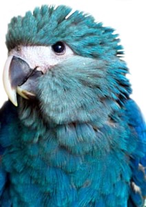 Spix Macaw Little blue macaw