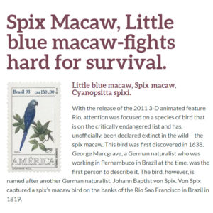 engendered birds macaw spixs spix survival