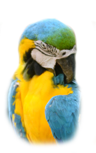 modrá a zlatá papoušek