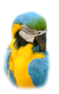 blue and gold macaw