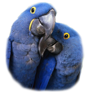 Hyacinth Macaw, Blue Macaw, Blue macaw facts