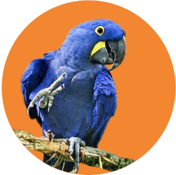 hyacinth macaws